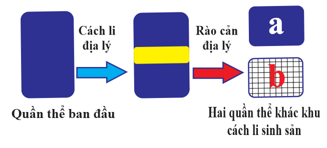 Hình mô tả con đường hình thành loài sau đây:                 Phát biểu nào sau đây là không đúng với hình mô tả? (ảnh 1)