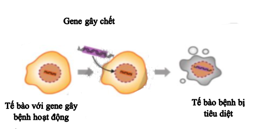 Liệu pháp gene là phương pháp sử dụng gene để điều trị hoặc ngăn ngừa bệnh tật. Hình dưới đây thể hiện nguyên lí nào trong liệu pháp gene ?   (ảnh 1)