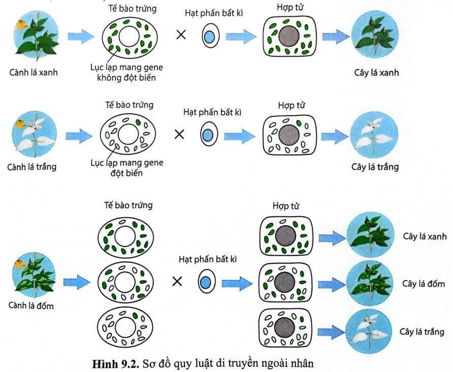 Một nhà khoa học đã tiến hành thí nghiệm và thu được kết quả như sau:   Trong các phát biểu sau, phát biểu nào đúng hoặc sai khi giải thích về kiểu hình của con trong phép lai trên? (ảnh 1)