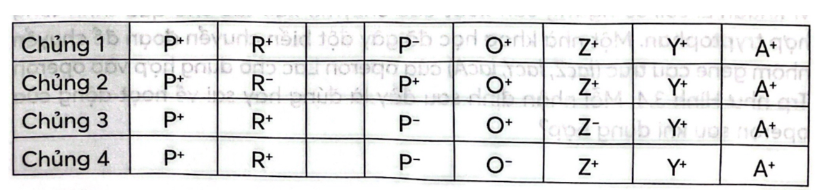 Hoạt động của operon Lac có thể sai sót khi các vùng, các gene bị đột biến không biểu hiện được như bình thường. Các vùng, các gene khi bị đột biến thường được kí hiệu bằng dấu (-) trên đầu các chữ cái (R-, P-, O-, Z-),  (ảnh 1)