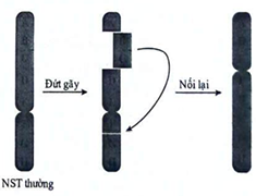 Hình bên mô tả cơ chế phát sinh dạng đột biến cấu trúc nhiễm sắc thể nào?  (ảnh 1)