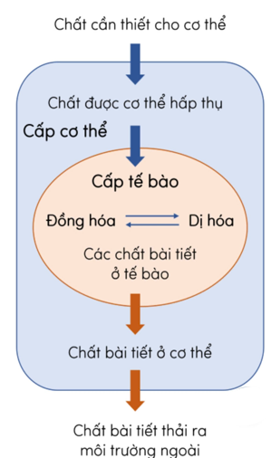 Sơ đồ dưới đây mô tả mối quan hệ giữa trao đổi chất và chuyển hóa năng lượng ở cấp độ tế bào và cơ thể. Khi nói về sơ đồ này, phát biểu nào sau đây sai? (ảnh 1)