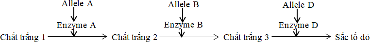 Ở một loài thực vật, xét 3 gene cùng tham gia quy định màu hoa theo sơ đồ sau: Các allele lặn a, b, d không tổng hợp được các enzyme tương ứng; không tạo được sắc tố, hoa có màu trắng. (ảnh 1)