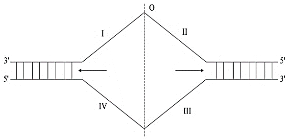 Quá trình tái bản của phân tử DNA diễn ra như hình vẽ bên (O là điểm khởi đầu sao chép; I, II, II, IV chỉ các đoạn mạch đơn của DNA). Nhận định nào sau đây đúng? (ảnh 1)