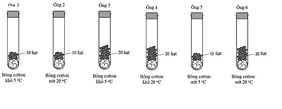 Một thí nghiệm sử dụng các hạt đậu đựng trong 6 ống nghiệm như hình sau: Muốn đánh giá sự ảnh hưởng của nhiệt độ lên sự nảy mầm của hạt cần so sánh hai ống nghiệm nào? A. 2 và 5. B. 4 và 6. C. 3 và 6. D. 1 và 5. (ảnh 1)
