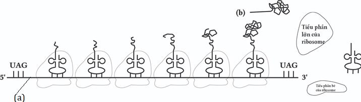 Hình trên mô tả quá trình diễn ra ở sinh vật nhân thực (a), (b) lần lượt là kí hiệu của cấu gia và sản phẩm được tạo ra từ quá trình này. Phân tích hình ảnh hãy cho biết trong các phát biểu sau có bao nhiêu phát biểu đúng? (ảnh 1)