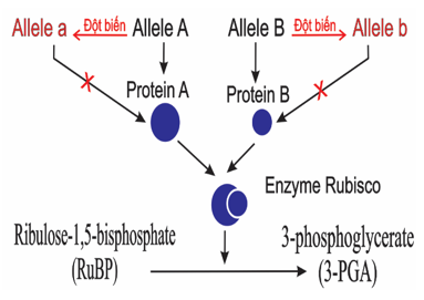 Enzyme Rubisco do hai gene mã hoá. Sơ đồ bên biểu thị hoạt động của gene bình thường và gene đột biến. Nhận định nào dưới đây không đúng khi nói về sự hoạt động của 2 gene này? (ảnh 1)