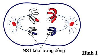 Hình 1 mô tả tế bào đang ở một giai đoạn của quá trình phân bào giảm phân.   Nhận định nào sau đây là sai?  (ảnh 1)