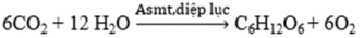 Bốn ống nghiệm được thiết lập như trong sơ đồ bên dưới và để dưới ánh sáng mặt trời đầy đủ.   Sau 1 giờ, ống nghiệm nào chứa nhiều oxygen nhất? 	A. Ống B. 	B. Ống A. 	C. Ống C. 	D. Ống D. (ảnh 2)