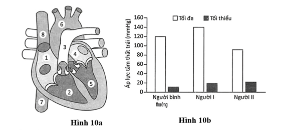 Hình 10a mô tả một phần cấu trúc giải phẫu tim và mạch ở người với các vị trí được đánh số từ (1) đến (8). (ảnh 1)