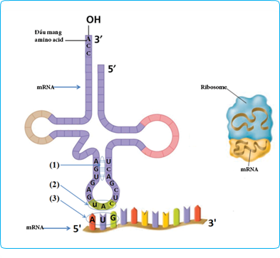 Hình bên mô tả cấu trúc và vai trò của ba loại mRNA, tRNA, rRNA. (ảnh 1)