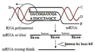 Hình ảnh sau đây mô tả về một cơ chế di truyền ở cấp độ phân tử, mỗi nhận định sau đây đúng hay sai? (ảnh 1)