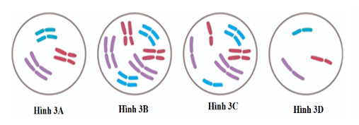 Một loài có bộ nhiễm sắc thể lưỡng bội 2n = 6, hình nào sau đây mô tả bộ NST của tế bào bị đột biến tam bội thuộc loài này? (ảnh 1)