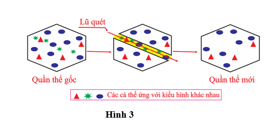 Theo học thuyết tiến hóa tổng hợp hiện đại, Hình 3 mô tả tác động của một nhân tố tiến hóa nào?   A. Đột biến. 		B. Giao phối không ngẫu nhiên.   C. Phiêu bạt di truyền.	  	D. Chọn lọc tự nhiên.  (ảnh 1)