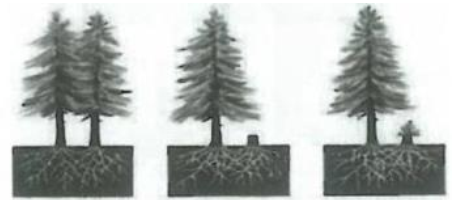 Hình sau thể hiện mối quan hệ nào?   	A. Quan hệ hỗ trợ cùng loài. 	B. Quan hệ cạnh tranh cùng loài. 	C. Quan hệ ức chế cảm nhiễm. 	D. Hiện tượng tỉa thưa. (ảnh 1)