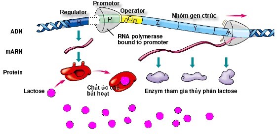 Hình 2 đây mô tả hoạt động của Operon Lac ở vi khuẩn E.coli trong môi trường nuôi cấy. Lactose đóng vai trò của chất nào bên dưới ?    (ảnh 1)