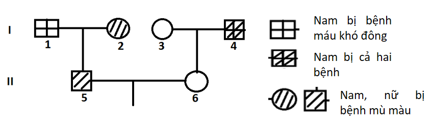 Một cặp vợ chồng đến trung tâm tư vấn di truyền để được tư vấn về khả năng xuất hiện bệnh mù màu và máu khó đông của con họ trong tương lai. Theo lời kể của người chồng, ông ta và mẹ bị mù màu còn bố bị máu khó đông.  (ảnh 1)