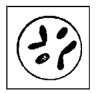 Hình 1 mô tả một tế bào sẽ trải qua quá trình nguyên phân: Hình 1 Hình nào dưới đây minh họa nhân của các tế bào con được tạo ra từ một lần phân bào nguyên phân bình thường từ tế bào mẹ đã cho? (ảnh 1)