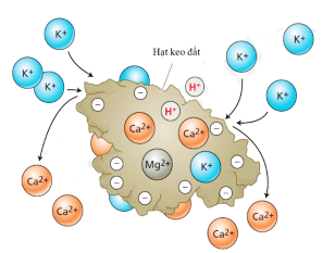 Hình bên dưới mô tả cơ chế trao đổi cation trên bề mặt hạt keo đất. Bề mặt hạt keo mang điện tích âm nên nó có thể hút các ion mang điện tích dương (cation). (ảnh 1)