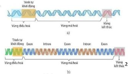 Dưới đây là sơ đồ khái quát cấu trúc một gene ở sinh vật nhân sơ (a) và sinh vật nhân thực (b). Các nhận định sau đây là đúng hay sai? (ảnh 1)