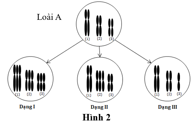 Hình 3 mô tả số lượng nhiễm sắc thể (NST) trong tế bào sinh dưỡng của một số dạng thể đột biến được phát sinh từ dạng gốc ban đầu của một loài A. Các kí hiệu (1), (2), (3) là thứ tự các cặp NST. (ảnh 1)
