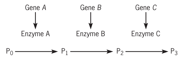 Hình 9 mô tả con đường sinh tổng hợp sắc tố hoa của một loài thực vật.  (ảnh 1)