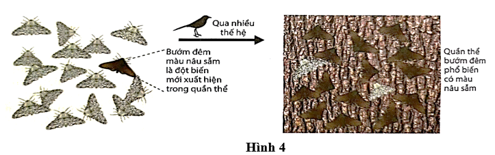 Hình 4 mô tả sự thay đổi của quần thể bướm đêm sau nhiều thế hệ khi khu công nghiệp hình thành và phát triển. Bướm đêm là nguồn thức ăn của nhiều loài chim, động vật có vú và côn trùng khác.  (ảnh 1)