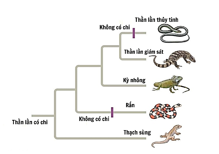 Hình dưới đây thể hiện mối quan hệ tiến hóa giữa các loài bò sát khác nhau. Các nhánh và điểm phân nhánh cho thấy mức độ tiến hóa và tổ tiên chung của các loài này. (ảnh 1)