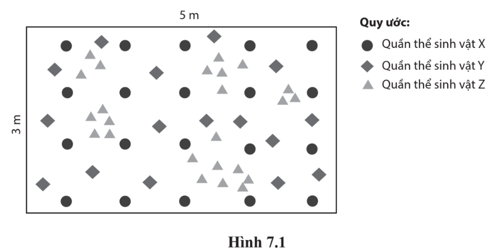 Hình dưới đây thể hiện sự phân bố cá thể của 3 quần thể sinh vật trong một khu vực khảo sát.   Nhận xét đúng về mỗi quần thể trên là: (ảnh 1)