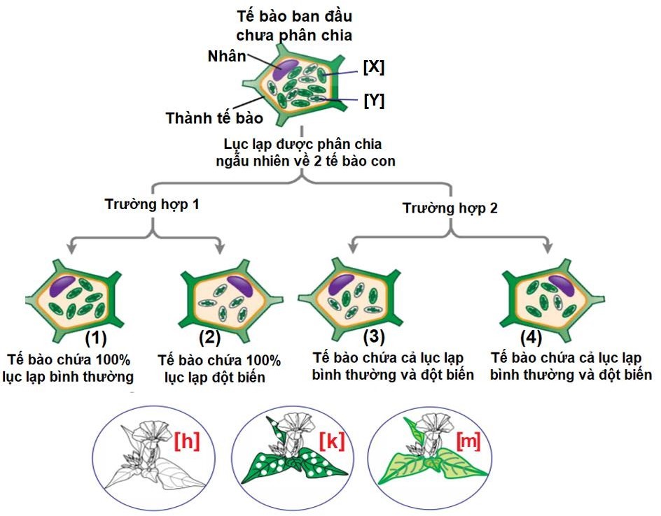 Dựa trên thí nghiệm trên cây hoa phấn của Correns, hình sau giải thích cho hiện tượng di truyền liên quan đến màu sắc lá của cây hoa mõm chó (cây hoa phấn, cây hoa mõm sói). (ảnh 1)