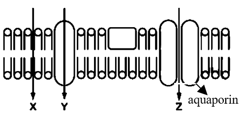 Hình dưới đây mô tả các con đường vận chuyển các chất qua màng tế bào (X, Y, Z). Nhận định nào dưới đây là đúng? (ảnh 1)
