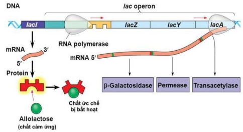 Hình sau mô tả về cơ chế hoạt động của Operon Lac ở vi khuẩn E.coli trong điền kiện môi trường có lactose. (ảnh 1)