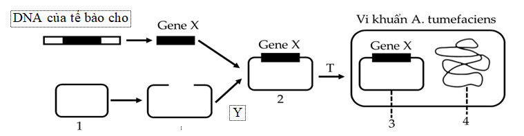 Để tạo giống lúa vàng (golden rice) giàu - carotene góp phần cải thiện tình trạng thiếu vitamin A ở trẻ em, người ta cần chuyển gene X từ một loài thực vật vào cây lúa.  (ảnh 1)