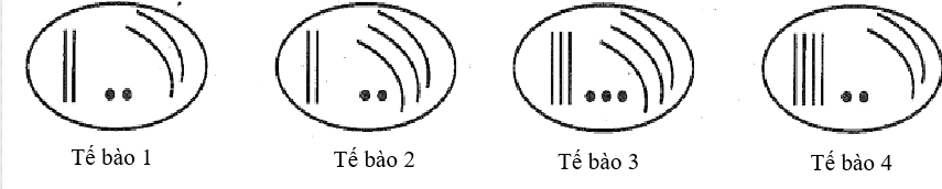 Ở một loài thực vật lưỡng bội (2n = 6) đã xuất hiện đột biến thể ba nhiễm. Tế bào nào ở Hình 8 chứa bộ nhiễm sắc thể của thể đột biến này? (ảnh 1)