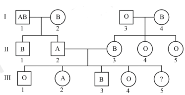 Nhóm máu ABO ở người là một ví dụ cho thấy có tới 3 allele của cùng một gene  quy định. Gene  quy định nhóm máu (ký hiệu I) có ba allele là IA, IB, và IO. (ảnh 1)