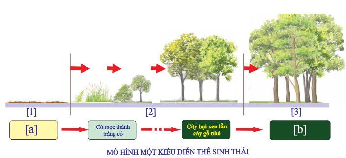 Cho các hình mô tả một quá trình diễn thế sinh thái nguyên sinh. Nhận định nào sau đây là đúng? (ảnh 1)