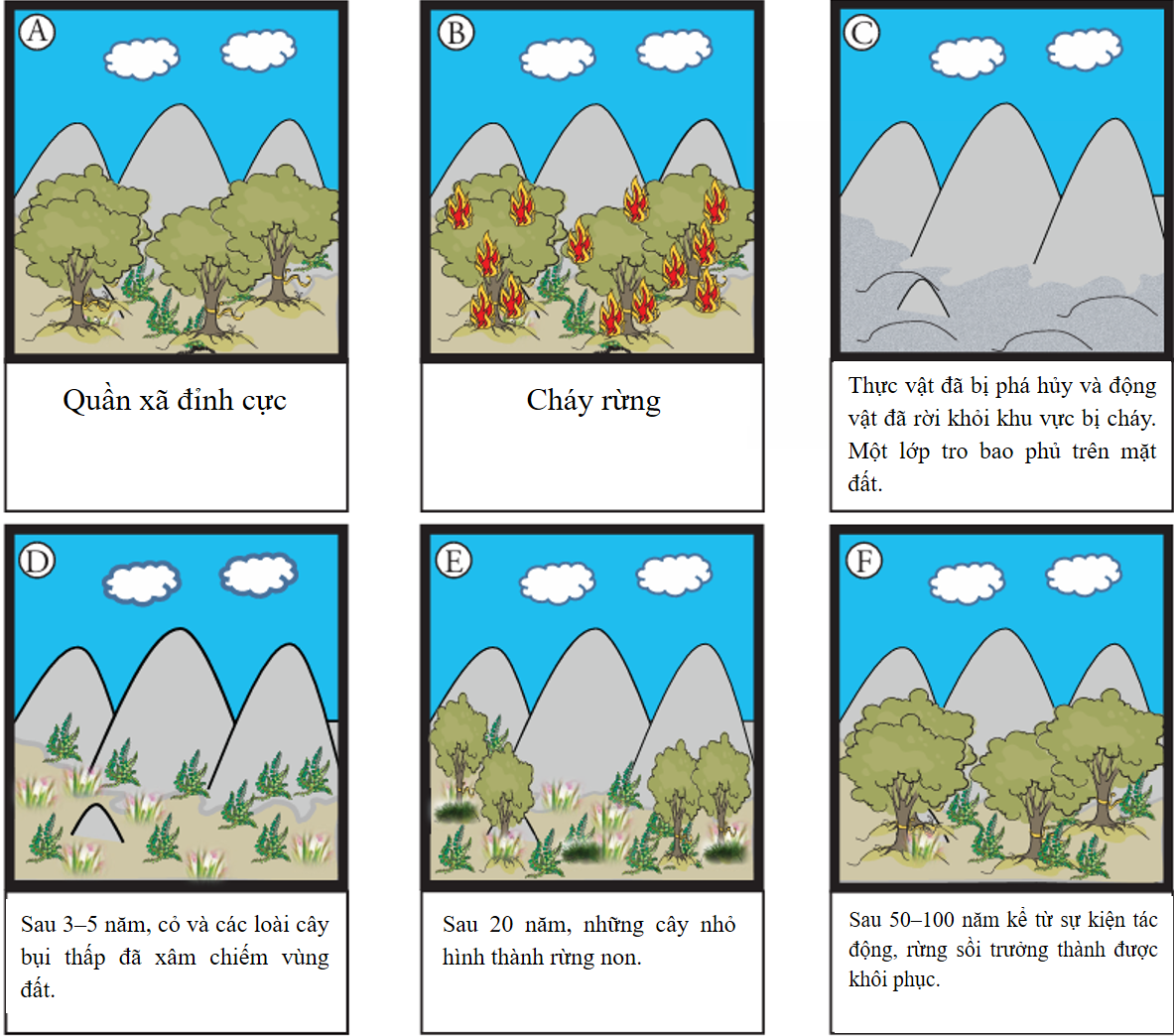 Hình 10 mô tả các giai đoạn phát triển và biến đổi của một khu rừng theo thời gian  (ảnh 1)