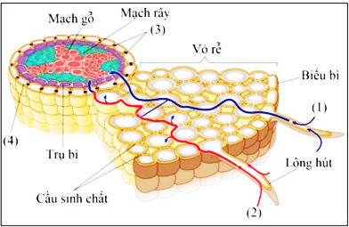 Quan sát hình bên về quá trình vận chuyển nước và ion khoáng từ đất vào mạch gỗ của rễ. Phát biểu nào dưới đây là đúng? (ảnh 1)