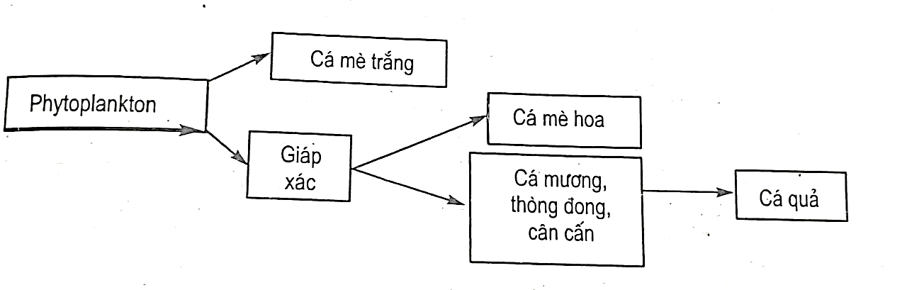 Trong một ao nuôi cá, nguồn thức ăn sơ cấp chính là Phytoplankton (thực vật phù du), sinh vật tiêu thụ trực tiếp nó là các loài giáp xác và mè trắng. Mè hoa và rất nhiều cá tạp như mương, thòng đong, (ảnh 1)