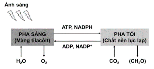 Quan sát sơ đồ mối quan hệ giữa pha sáng và pha tối trong quang hợp và cho biết có bao nhiêu sản phẩm của pha sáng đi vào pha tối? (ảnh 1)