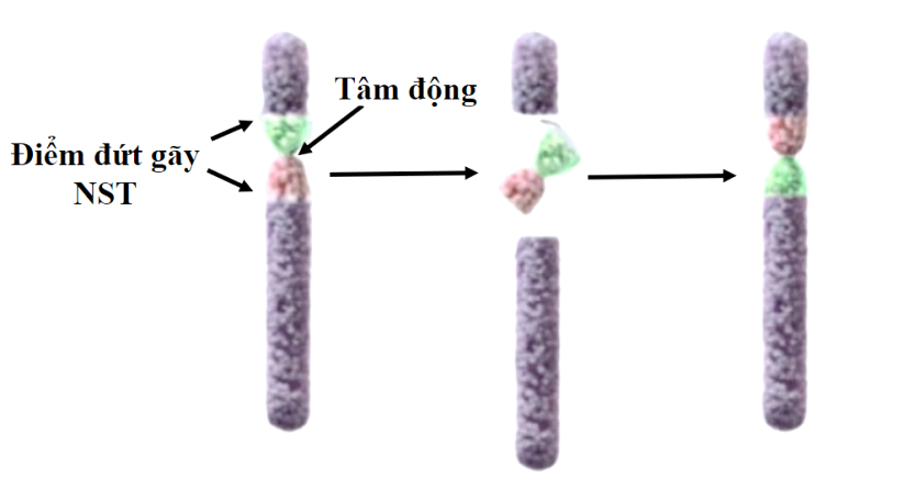 Hình 5 mô tả một dạng đột biến cấu trúc nhiễm sắc thể. Hình 5 Dạng đột biến này được gọi là (ảnh 1)