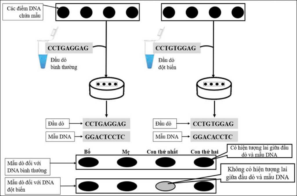 Phương pháp lai oligonucleotide đặc hiệu với allele là phương pháp sử dụng các đoạn mạch đơn DNA tổng hợp ngắn gọi là đầu dò oligonucleotide để lai (bắt cặp bổ sung) với các sợi đơn DNA tổng hợp từ allele bình thường hoặc allele đột biến.  (ảnh 1)