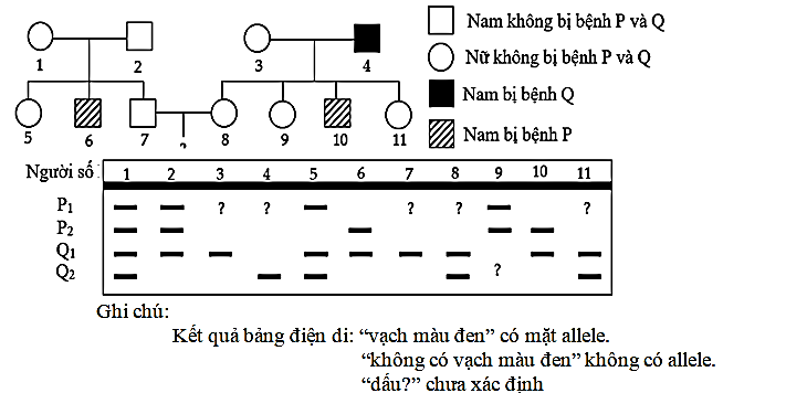 Cho phả hệ sau:   Cho biết không xảy ra đột biến và bệnh P do gene  P có 2 allele là P1 và P2 quy định; Bệnh Q do gene  Q có 2 allele là Q1 và Q2 quy định, (ảnh 1)