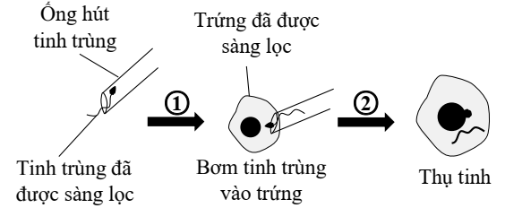 Ở người hệ nhóm máu ABO do một gene gồm ba allele IA, IB và IO nằm trên nhiễm sắc thể thường (NST số 9) quy định. Kiểu gene  IAIA, IAIO quy định nhóm máu A; (ảnh 1)