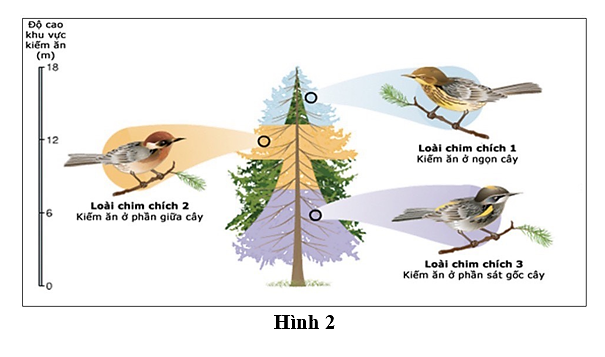 Các loài chim chích 1,2,3 cùng sống trên một cây nhưng có nguồn thức ăn khác nhau chúng đều tiến hóa từ một tổ tiên chung. T (ảnh 1)