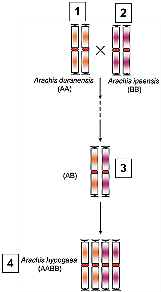 Dựa vào sơ đồ bên (hình 1), có bao nhiêu nhận định sau đây đúng? (ảnh 1)