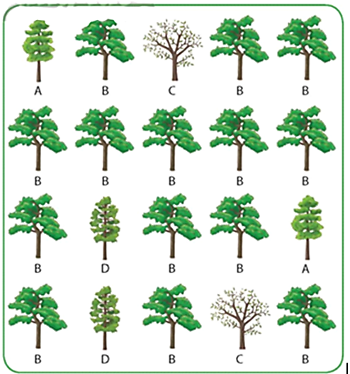 Biết rằng độ phong phú tương đối của mỗi loài là tỉ lệ cá thể của mỗi loài trên tổng số các cá thể có trong quần xã. Loài có độ phong phú tương đối lớn nhất trong hình minh họa trên là bao nhiêu? (ảnh 1)