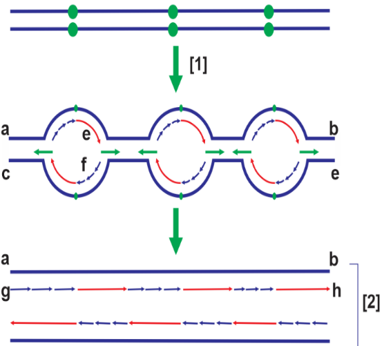 Trong các loài: vi khuẩn lam, rêu, người, chuột, nấm men, vi khuẩn cổ. Có bao nhiêu loài sinh vật mà quá trình tái bản DNA không theo sơ đồ dưới đây? (ảnh 1)