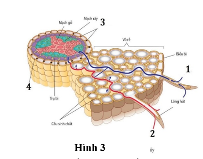 Quan sát hình về quá trình vận chuyển nước và chất khoáng vào mạch gỗ của rễ. Phát biểu sau đây là đúng?   (ảnh 1)