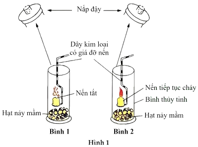 Để tìm hiểu quá trình hô hấp ở thực vật, một nhóm học sinh đã bố trí thí nghiệm như Hình 1. Thí nghiệm này nhằm phát hiện (ảnh 1)